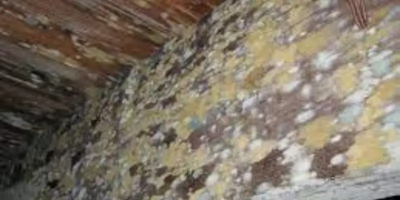 How To Tell If Your Attic Has Mold