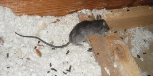 Will Spray Foam Insulation Keep Mice Out - attic pro